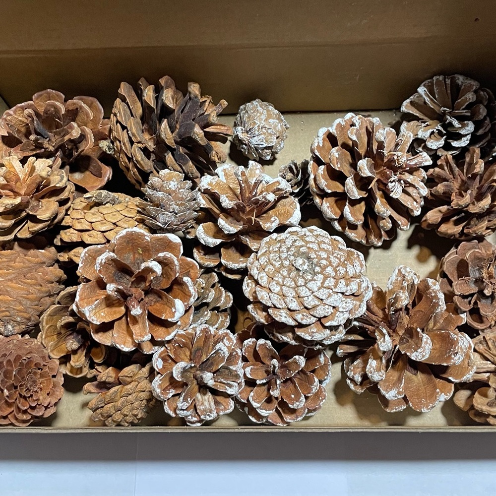 Natural Brown Pine Cones for Farmhouse Decor